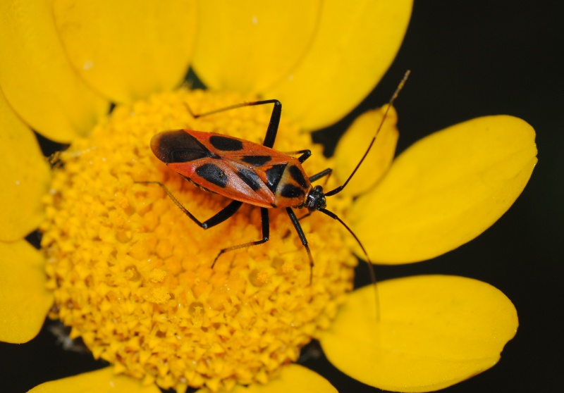 Miridae: Calocoris nemoralis f. hispanica del Lazio (Rm)